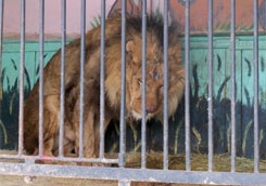 ЮЖД и Харьковский зоопарк начали операцию по спасению льва