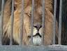 Льва из передвижного северодонецкого зоопарка спасли в Харькове
