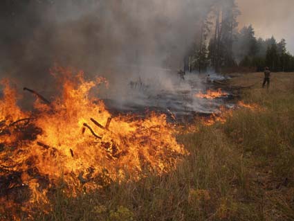 Первый верховой пожар в лесу в 2010 году