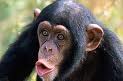 В воскресенье - праздник шимпанзе. В зоопарке