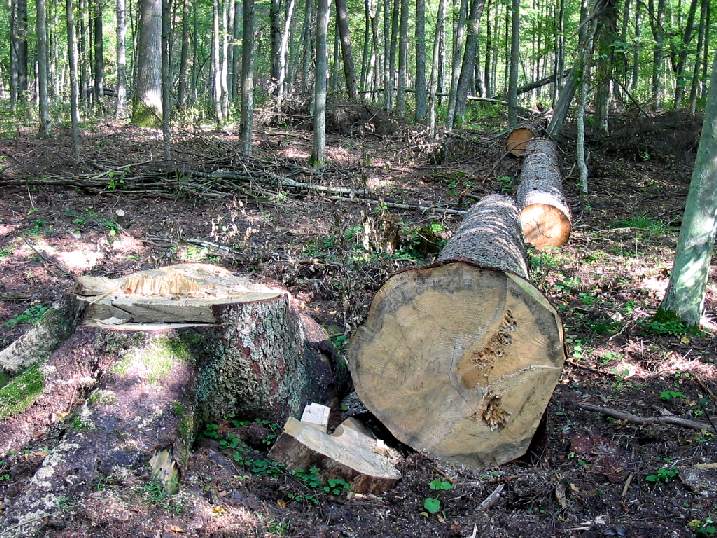 Не состоялся суд против вырубки деревьев в Лесопарке