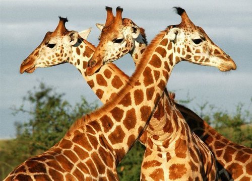 Европейская ассоциация подарит Харьковскому зоопарку трех жирафов