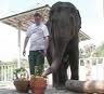 18 июля - день рождения слонихи Тенди в Харьковском зоопарке