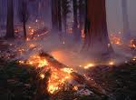Опасность лесных пожаров возрастает