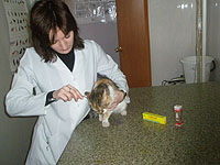 Кабмин отсрочил запрет на применение кетамина в ветеринарной практике
