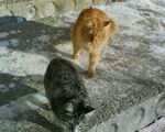 Во Фрунзенском районе продолжится "чистка". Обнаружена еще одна бешеная кошка