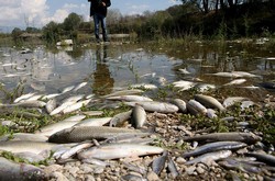 В Люботине Харьковской области в местном пруду произошел массовый мор рыбы