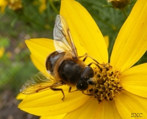 Пчел в Харьковской области становится меньше