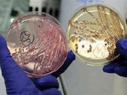 В водопроводе Копенгагена обнаружили E-coli