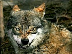 В Боровском районе волки напали на стадо телят