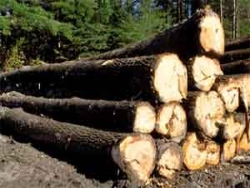 Харьковские депутаты выделили 2 млн. грн. на вырубку деревьев