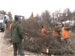 Вдоль пр. Гагарина незаконно спилили болеет 1100 деревьев