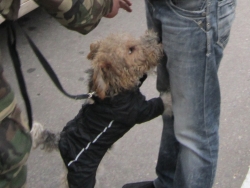 Служебные псы на границе помогли найти наркотики у россиян