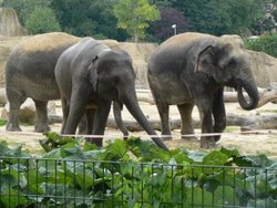 Харьковский зоопарк начал продавать навоз слонов