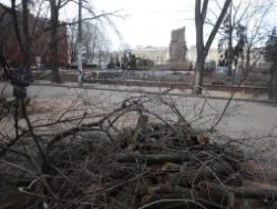 Во время ночной стихии в Харькове упало несколько деревьев