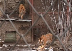 В харьковском зоопарке родились уссурийские тигрята