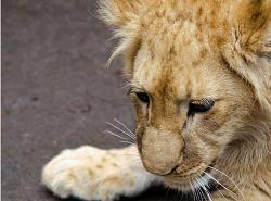 Харьковскому зоопарку подарили львенка Ричи (+ фото)