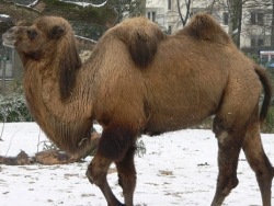 Харьковский зоопарк пополнился конфискованными верблюдами