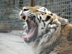 Тигр снял скальп с сотрудника  Киевского зоопарка