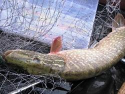 На Печенежском водохранилище на 2 года запретять лов рыбы