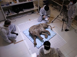 Найденного в Сибири мамонта отправили в Корею для клонирования