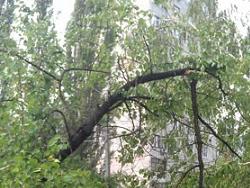 Сломанные деревья и обвалившиеся вывески - последствия вчерашней непогоды (ФОТО)