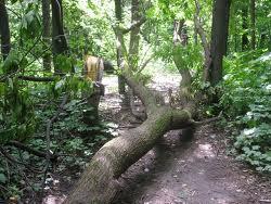 Почти 400 деревьев пострадали в Харькове от урагана