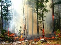 Три гектара леса сгорело под Харьковом