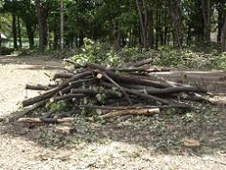 Деревья в парке Горького рубили без ведома мэрии