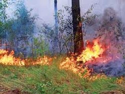 Больше 10 участков горящей травы пришлось тушить харьковским пожарным