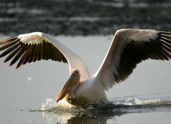В харьковском зоопарке откроют Дом пеликанов