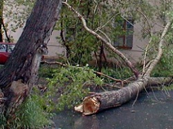 Почти  20 деревьев упало вчера в Харькове
