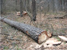 В харьковском парке Горького вновь вырубают деревья