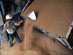 Украина уже экспортировала 300 тысяч тонн зерна нового урожая
