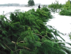 В Харьковской области установят лимиты по вырубке “новогодних” елок