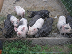 Под Харьковом фермер утопил в Лопани свиней, погибших от неизвестной болезни