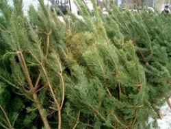 Новогодние елки в Харькове продают от 50 грн
