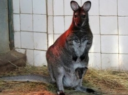 В Харьковском зоопарке родились аисты и кенгуру