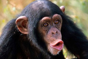 В Харьковском зоопарке появился шимпанзе Ларик