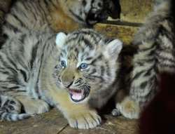 В харьковском экопарке родились амурские тигрята (ФОТО)