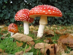 В Харькове нашли уникальный гриб