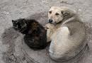 В Харькове откроется приют для бездомных животных