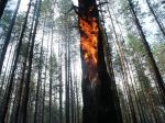 Горящий мусор вызвал пожар в лесу