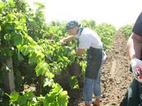 «Гастарбайтер-тур», или история о том, как журналисты собирали виноград в Коблево
