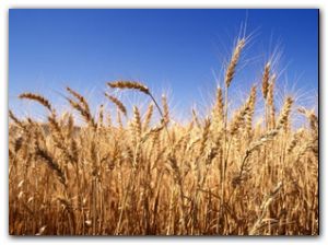 Цены на хлеб и хлебопродукты в Украине до конца года могут увеличиться еще на 2-3%