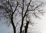 В Парке Горького осталось очень много деревьев