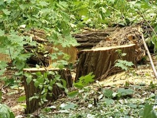 1500 деревьев - цена дороги в Лесопарке для харьковчан