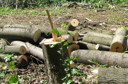 Защитников парка избили дровосеки