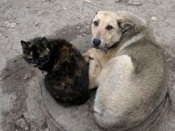В Харькове откроют приют для бездомных животных
