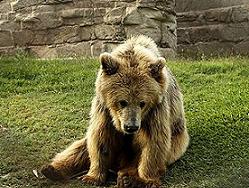 Бубочку из харьковского цирка поместили в реабилитационный центр для медведей